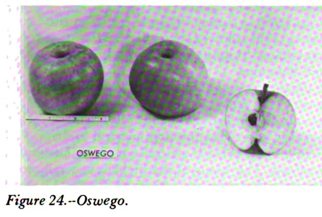 Illustration from Way, Apple Cultivars Introduced by the N.Y. State Agricultural Experiment Station, 1914–1968 (1971)
