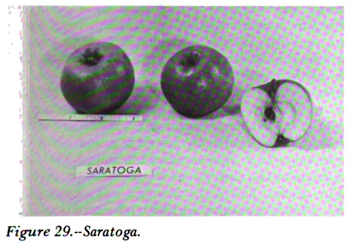 Illustration from Way, Apple Cultivars Introduced by the N.Y. State Agricultural Experiment Station, 1914–1968 (1971)