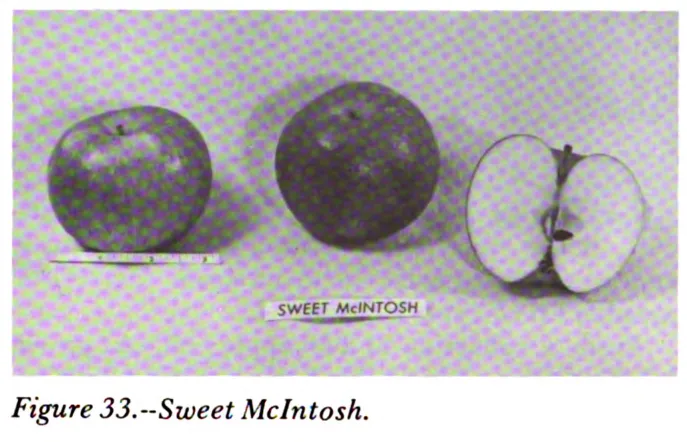 Illustration from Way, Apple Cultivars Introduced by the N.Y. State Agricultural Experiment Station, 1914–1968 (1971)