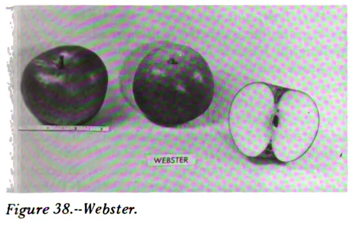 Illustration from Way, Apple Cultivars Introduced by the N.Y. State Agricultural Experiment Station, 1914–1968 (1971)