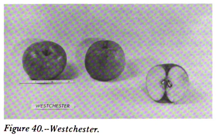 Illustration from Way, Apple Cultivars Introduced by the N.Y. State Agricultural Experiment Station, 1914–1968 (1971)