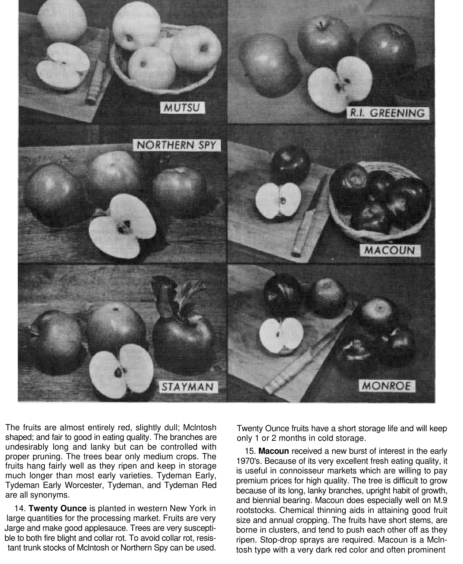 Illustration from Way, Apple Varieties Grown in New York State (1979)