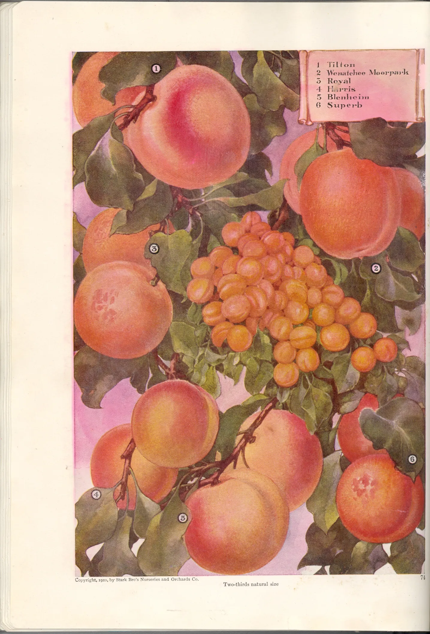 Illustration from Stark Bros. Year Book (1910)