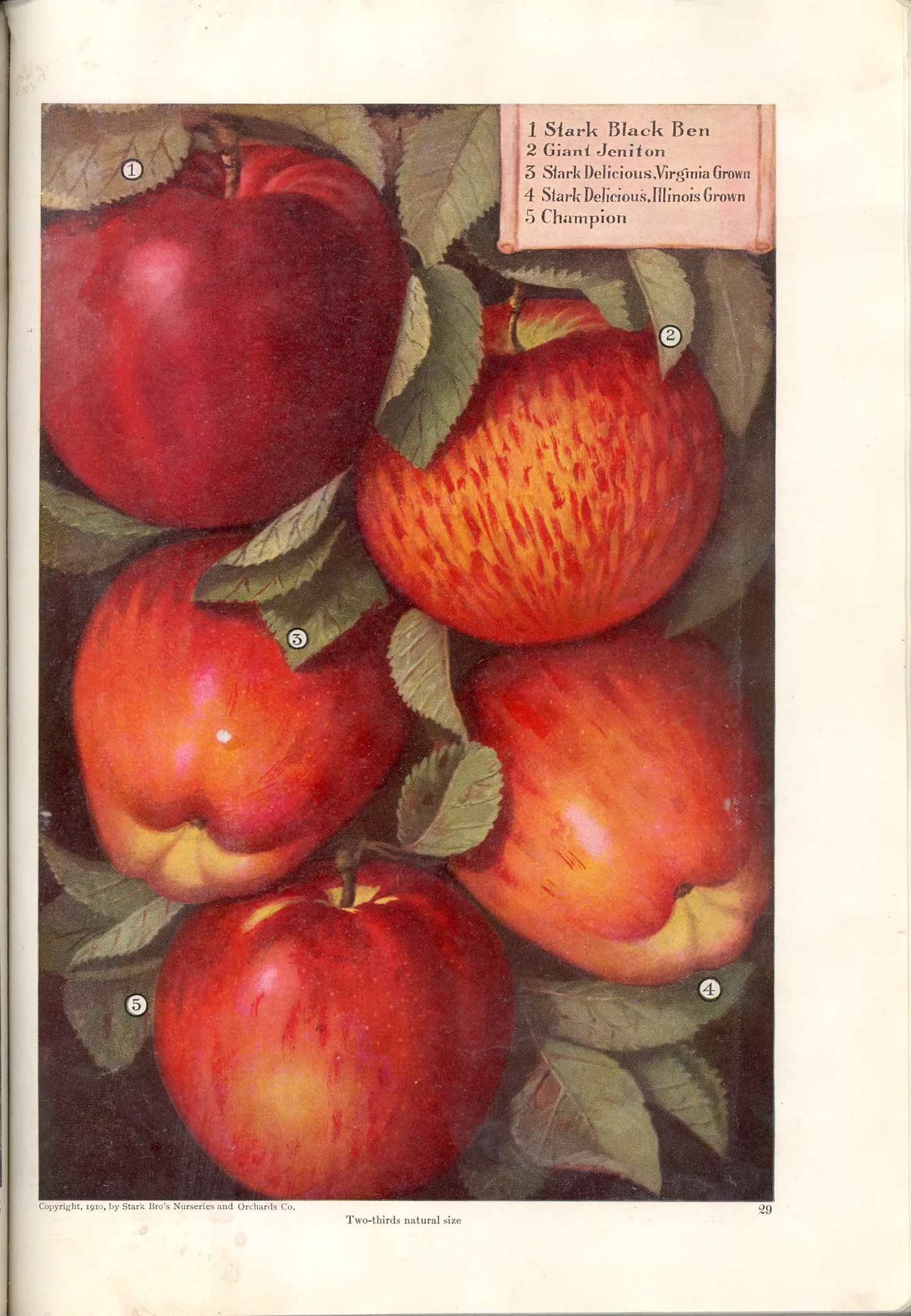 Illustration from Stark Bros. Year Book (1910)
