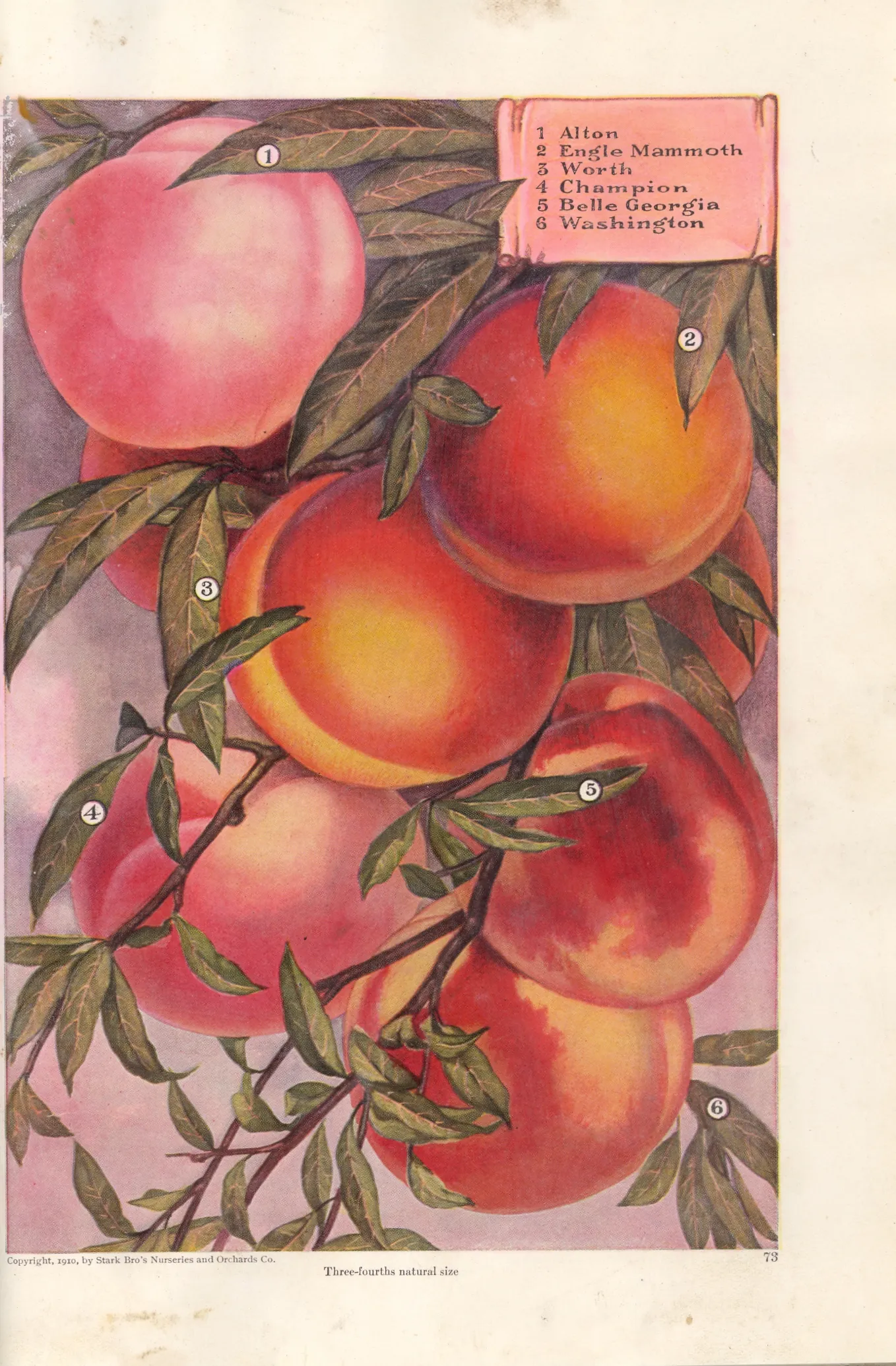 Illustration from Stark Bros. Year Book (1910)