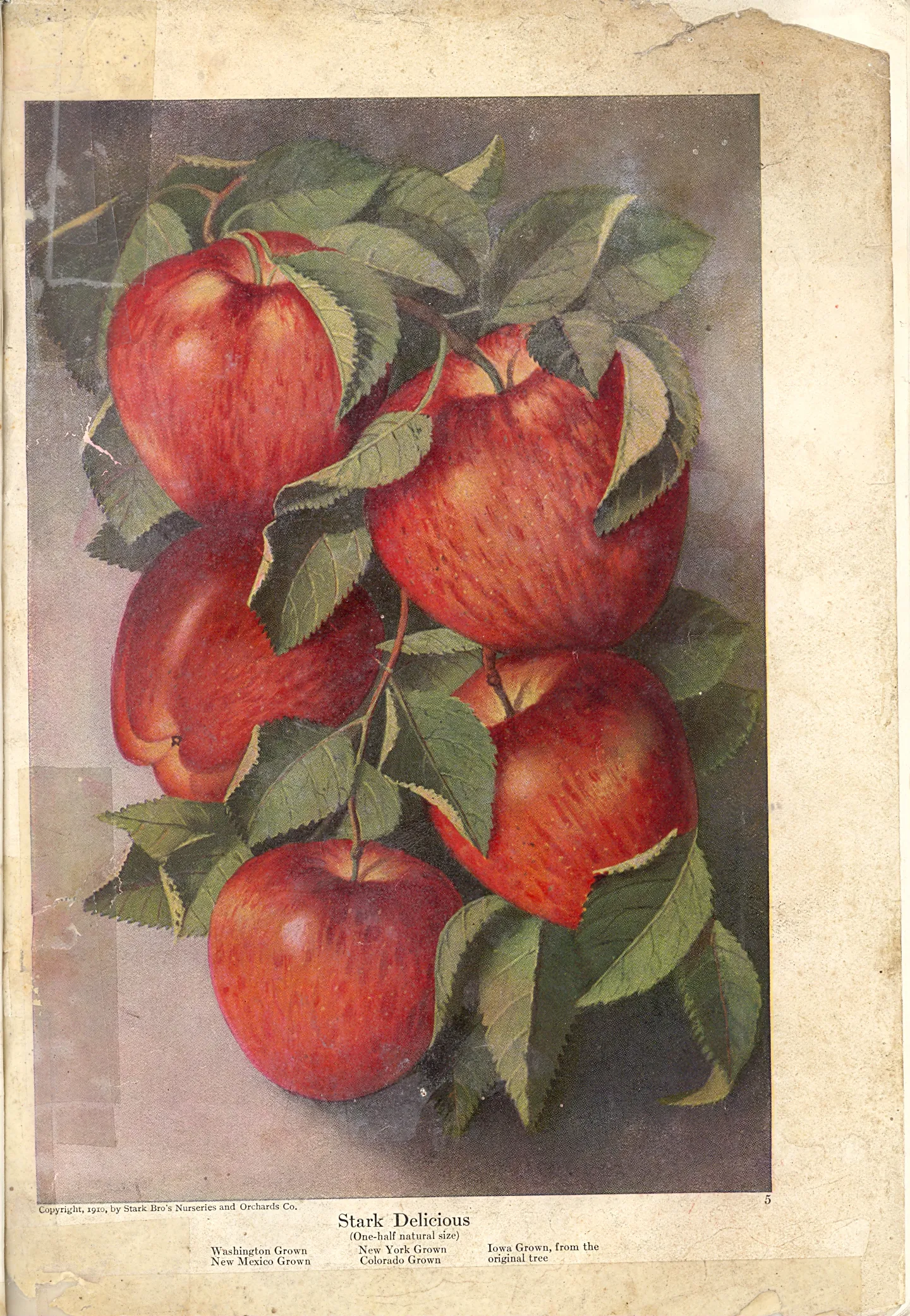 Illustration from Stark Bros. Year Book (1910)