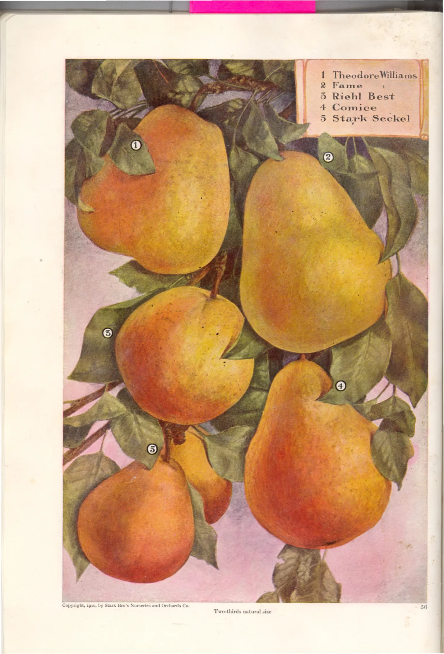 Illustration from Stark Bros. Year Book (1910)