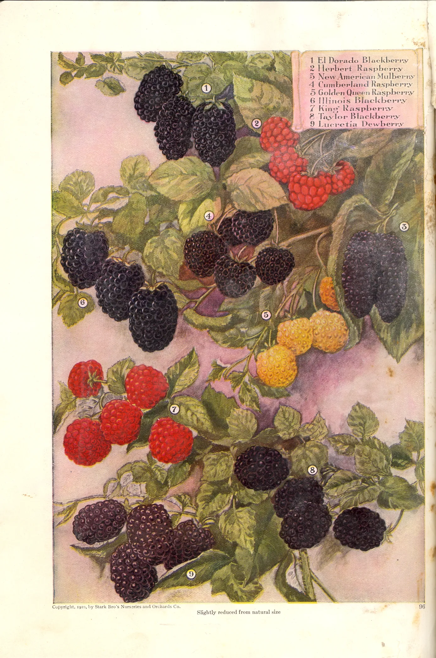 Illustration from Stark Bros. Year Book (1910)