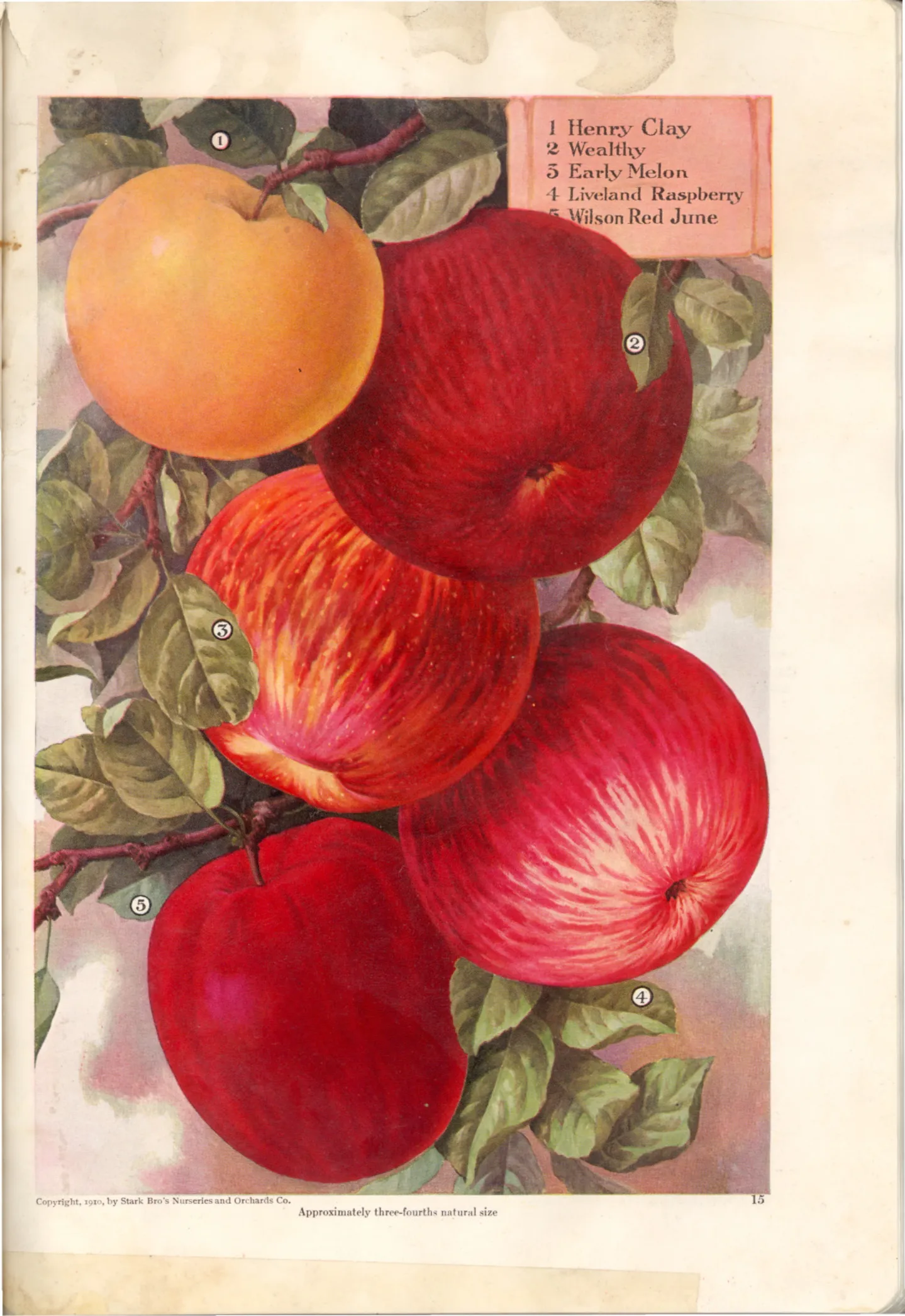 Illustration from Stark Bros. Year Book (1910)