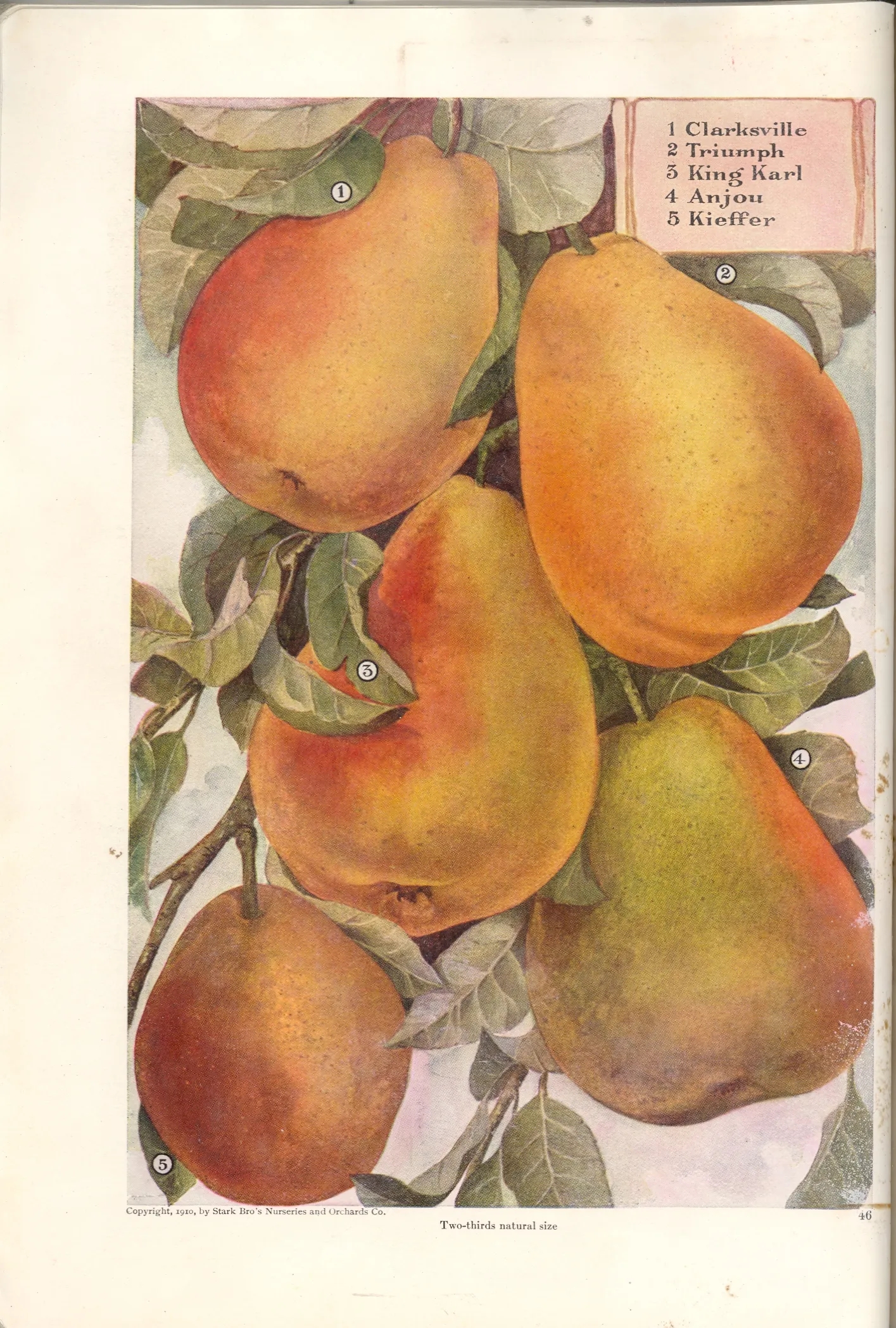 Illustration from Stark Bros. Year Book (1910)