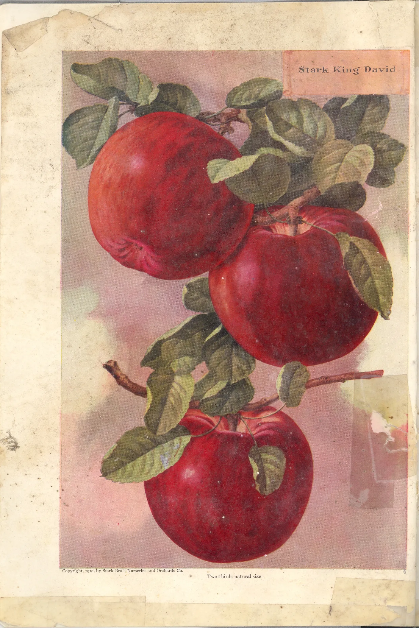 Illustration from Stark Bros. Year Book (1910)
