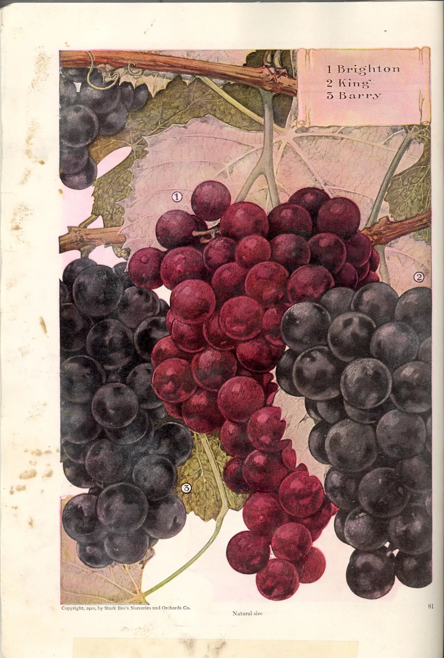 Illustration from Stark Bros. Year Book (1910)