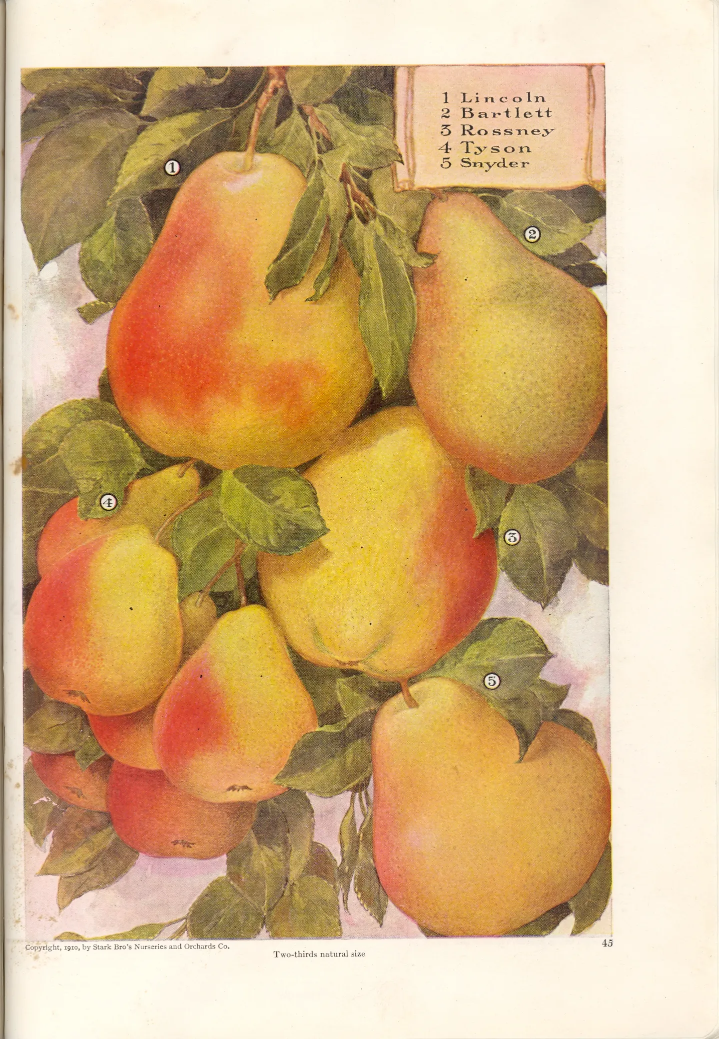 Illustration from Stark Bros. Year Book (1910)