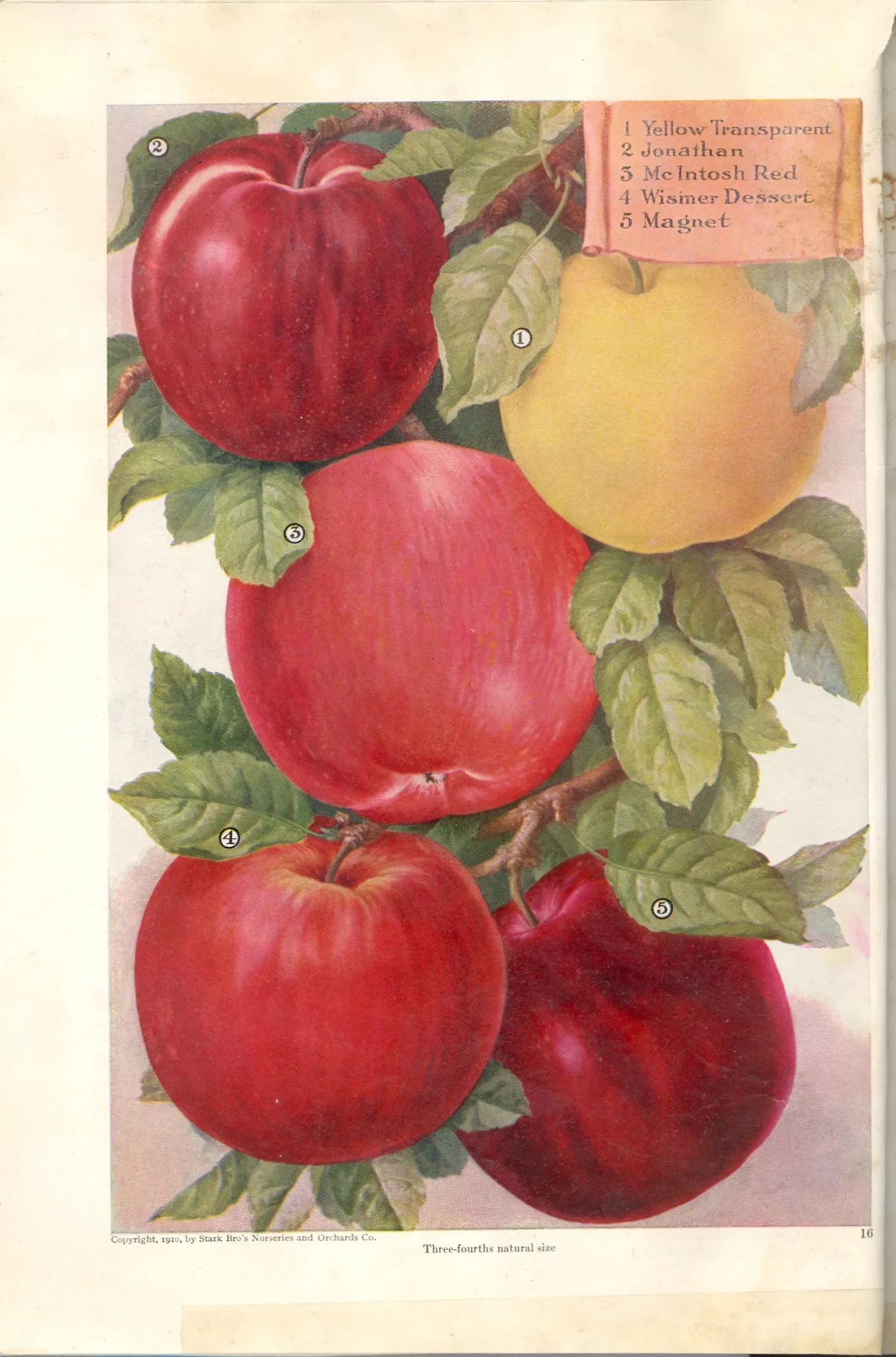 Illustration of Magnet