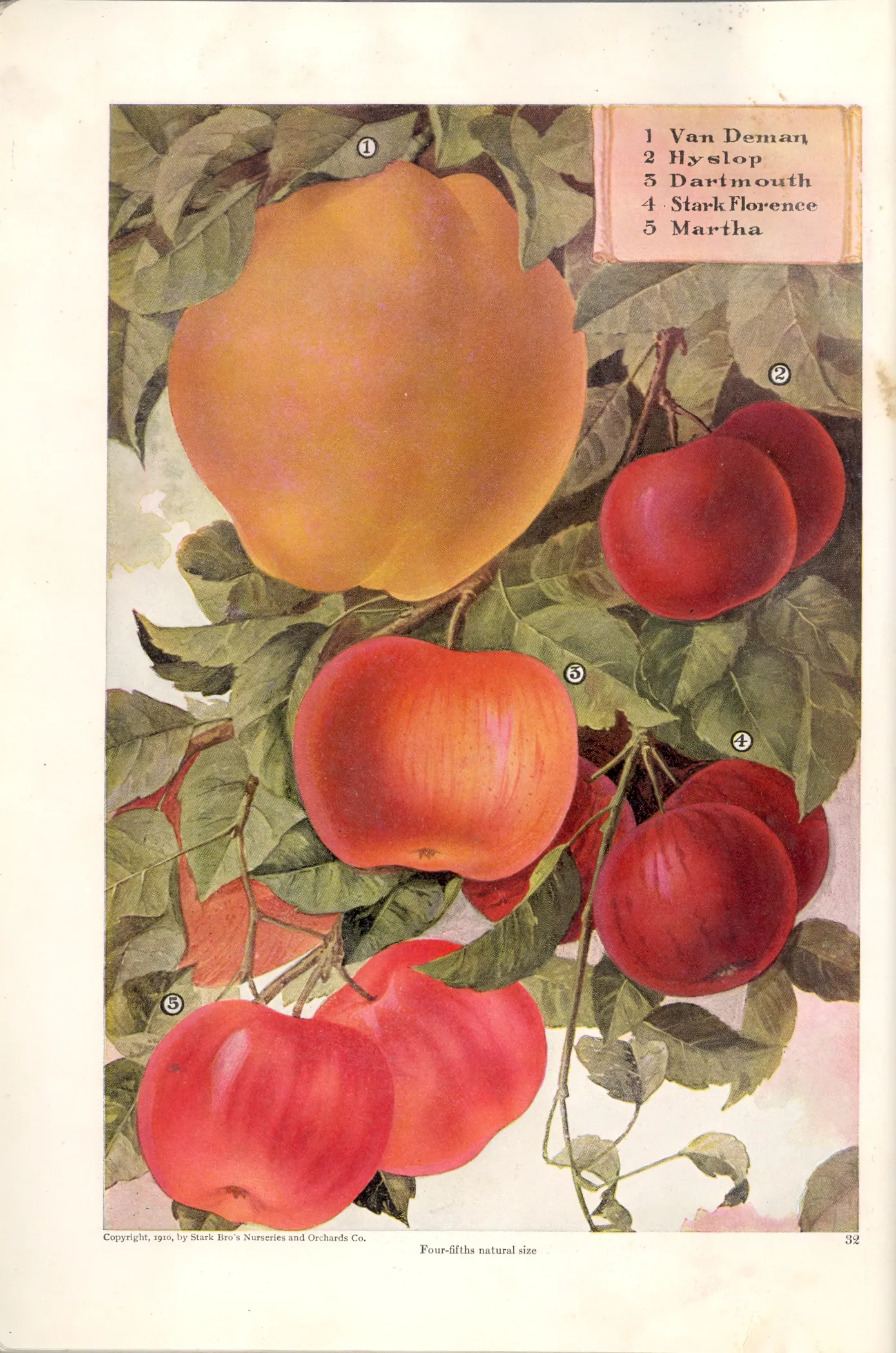 Illustration from Stark Bros. Year Book (1910)