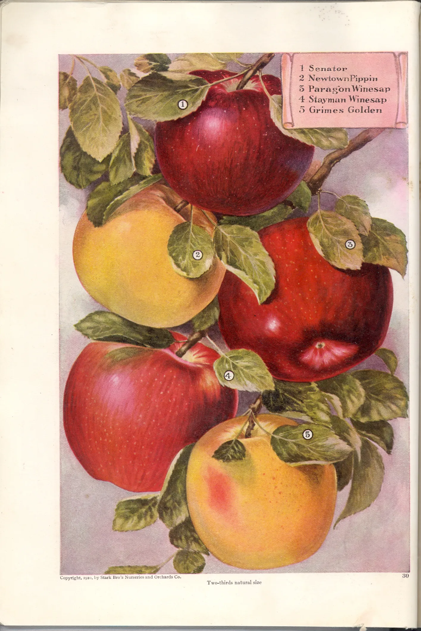 Illustration from Stark Bros. Year Book (1910)