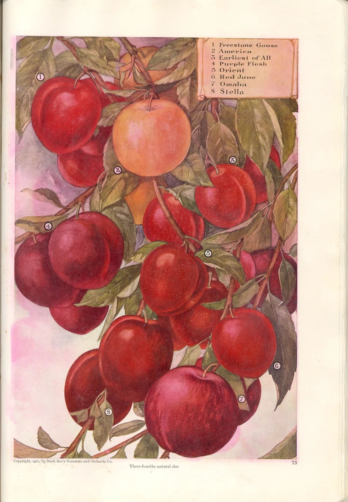 Illustration from Stark Bros. Year Book (1910)