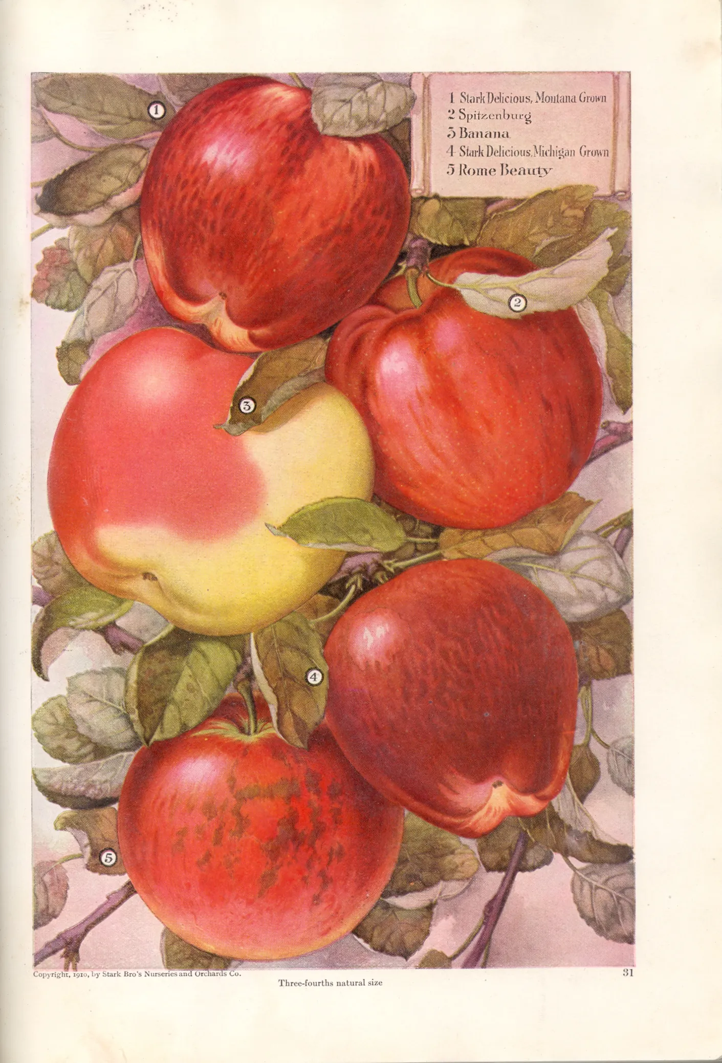 Illustration from Stark Bros. Year Book (1910)