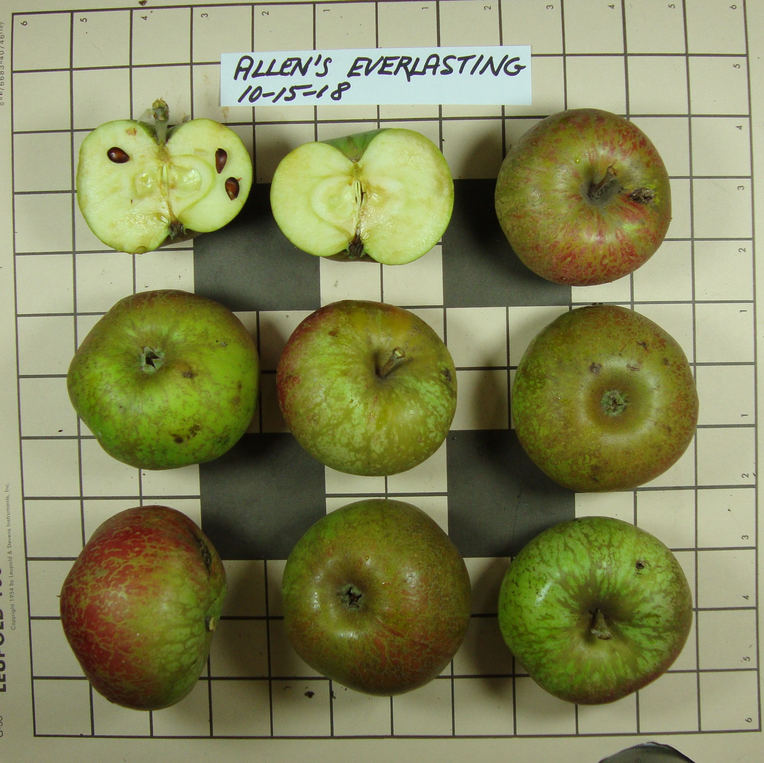 Photo of ALLENS EVERLASTING