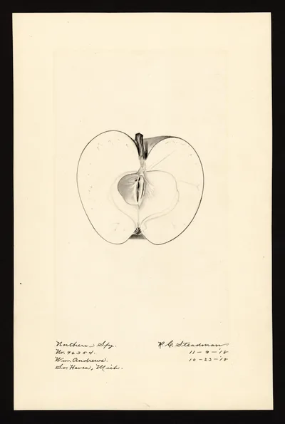 Watercolor of Northern Spy