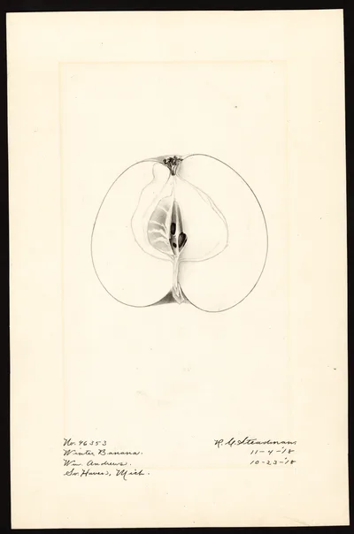 Watercolor of Winter Banana