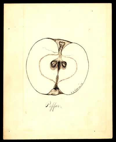 Watercolor of Peffer