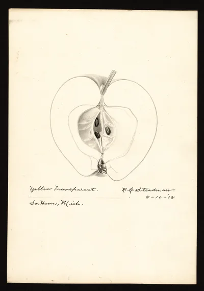 Watercolor of Yellow Transparent