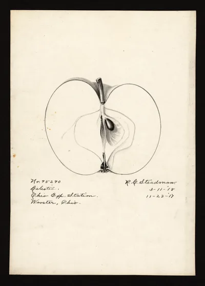 Watercolor of Celestia