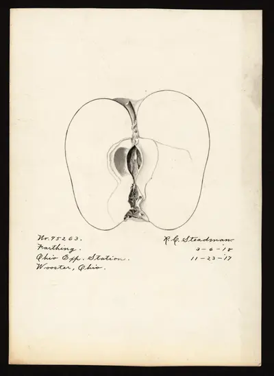 Watercolor of Farthing