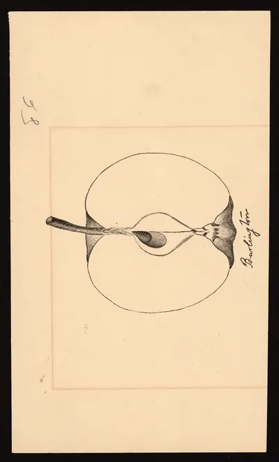 Watercolor of Burlington (Pippin)