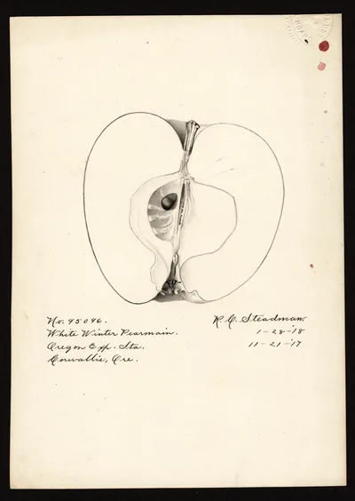 Watercolor of White Winter Pearmain