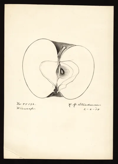 Watercolor of Winesap