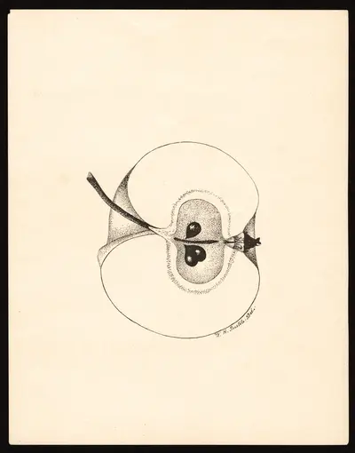USDA watercolor illustration of Borovinka