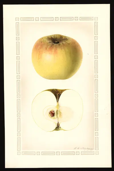USDA watercolor illustration of Winter Sweet Paradise