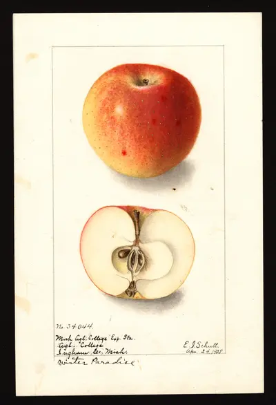 USDA watercolor illustration of Winter Sweet Paradise