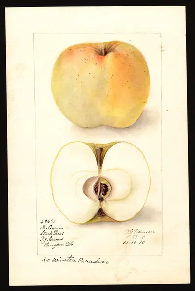 USDA watercolor illustration of Winter Sweet Paradise