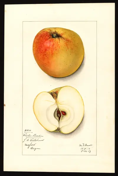 USDA watercolor illustration of Winter Sweet Paradise