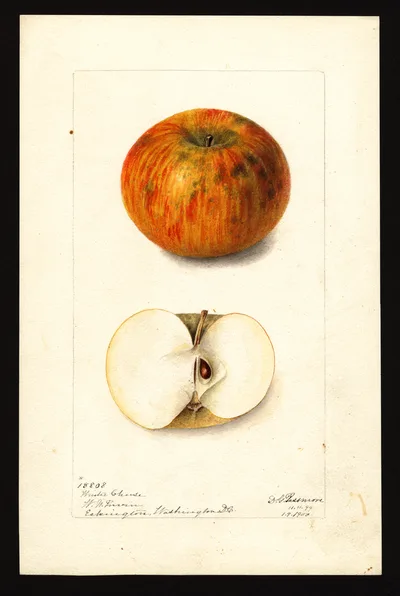 Watercolor of Green Cheem