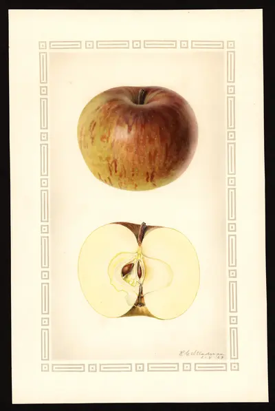 USDA watercolor illustration of Winter Green