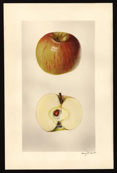 USDA watercolor illustration of Winter Green