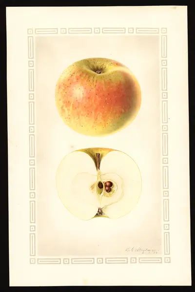 USDA watercolor illustration of Winter Sweet Paradise