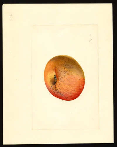 USDA watercolor illustration of York