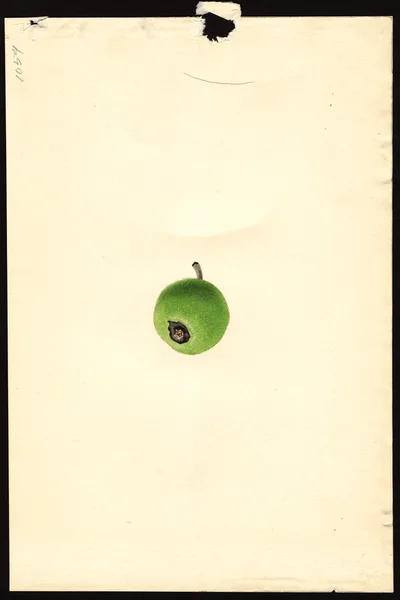 USDA watercolor illustration of Givens