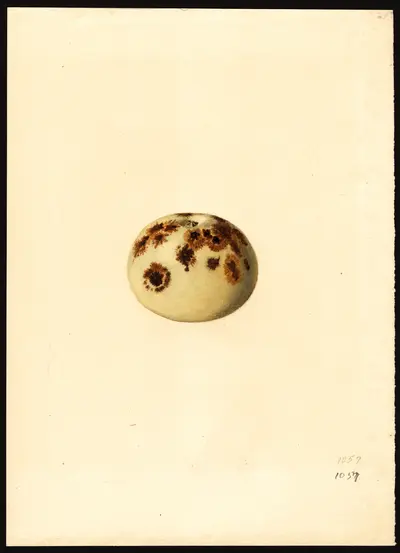 USDA watercolor illustration of Maiden's Blush