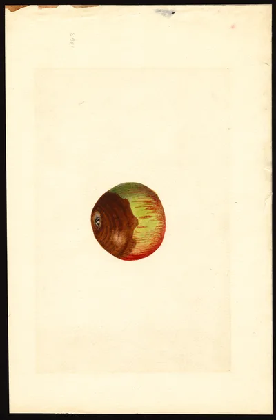 USDA watercolor illustration of Ben Davis