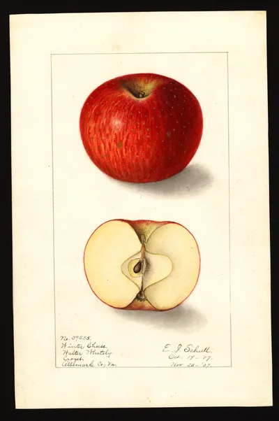 USDA watercolor illustration of Winter Cheese