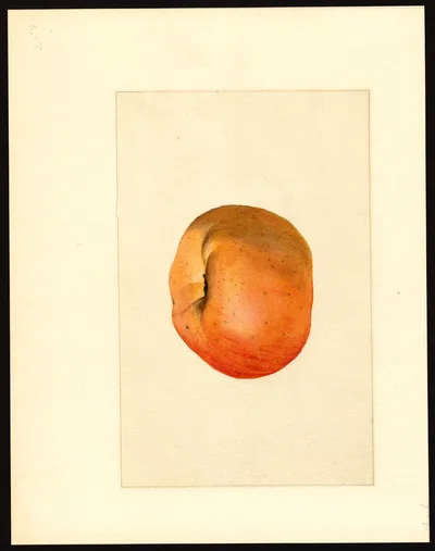 USDA watercolor illustration of York