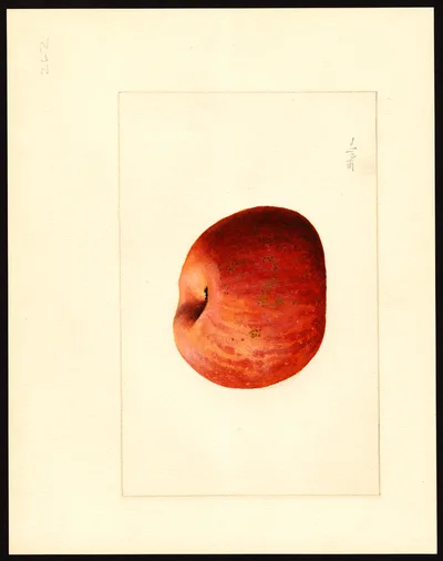 USDA watercolor illustration of York