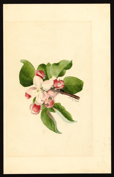 USDA watercolor illustration of York