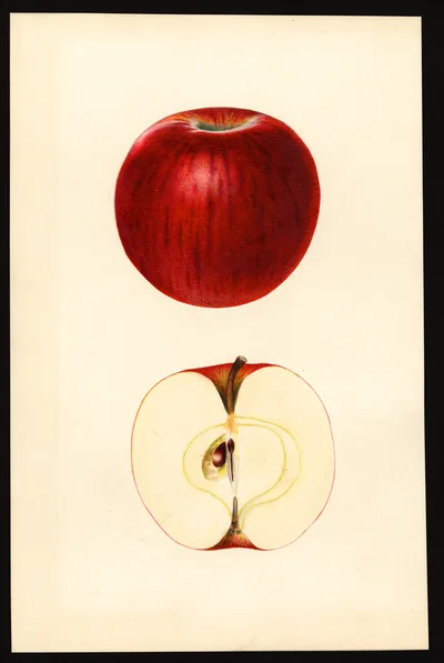 USDA watercolor illustration of Ben Davis